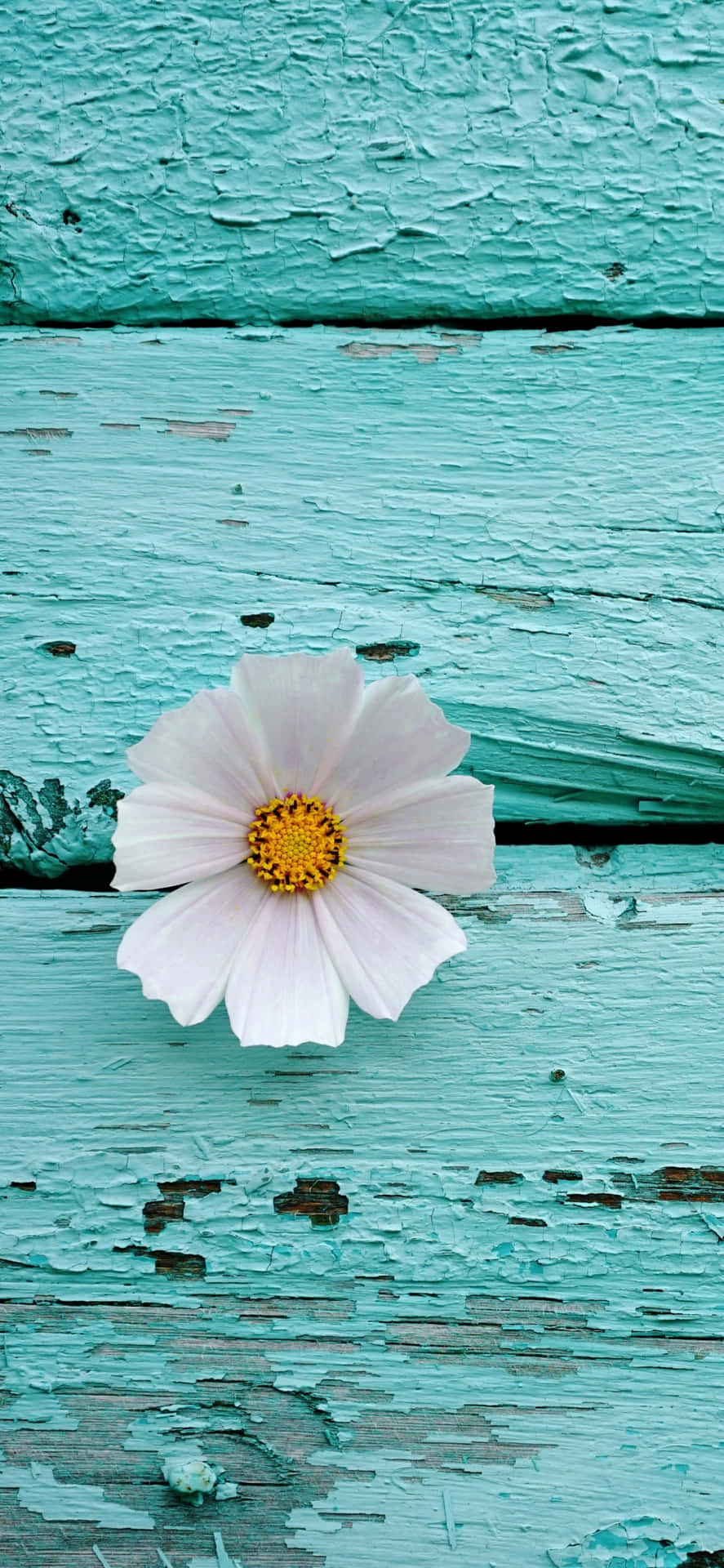 A White Flower On A Turquoise Wooden Surface
