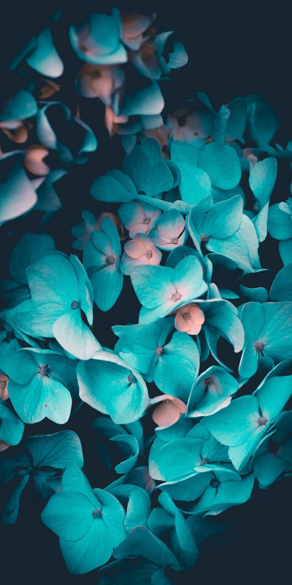Bold, Beautiful and Resilient - A Close up of a Unique Teal Flower Wallpaper