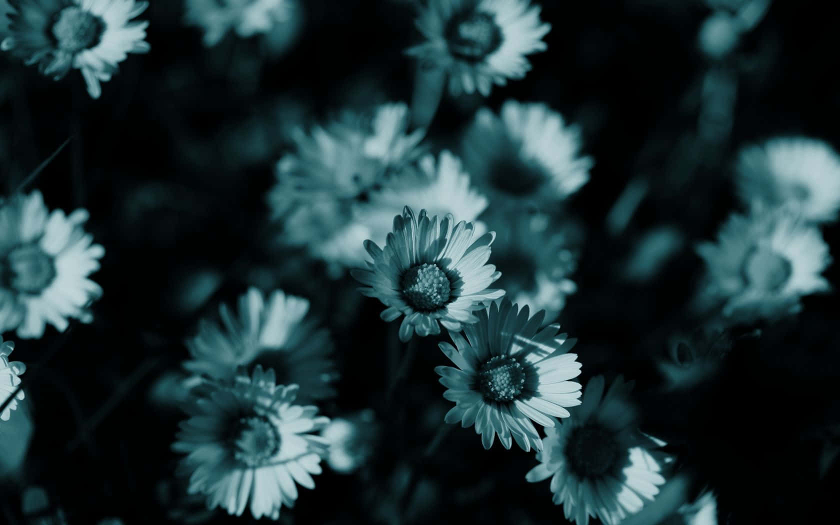 Et tæt billede af nogle blomster i mørket Wallpaper