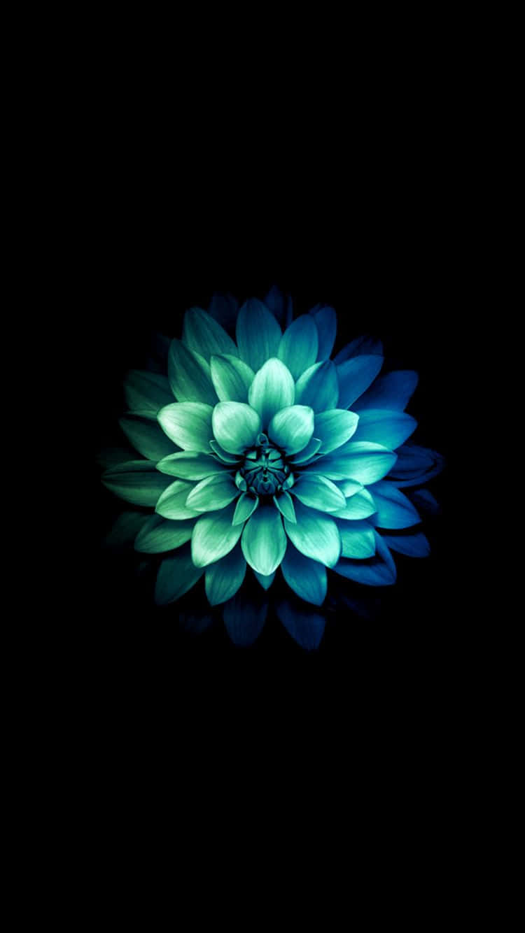 Unaelegante Flor Color Teal Contrasta Con El Verde Césped. Fondo de pantalla