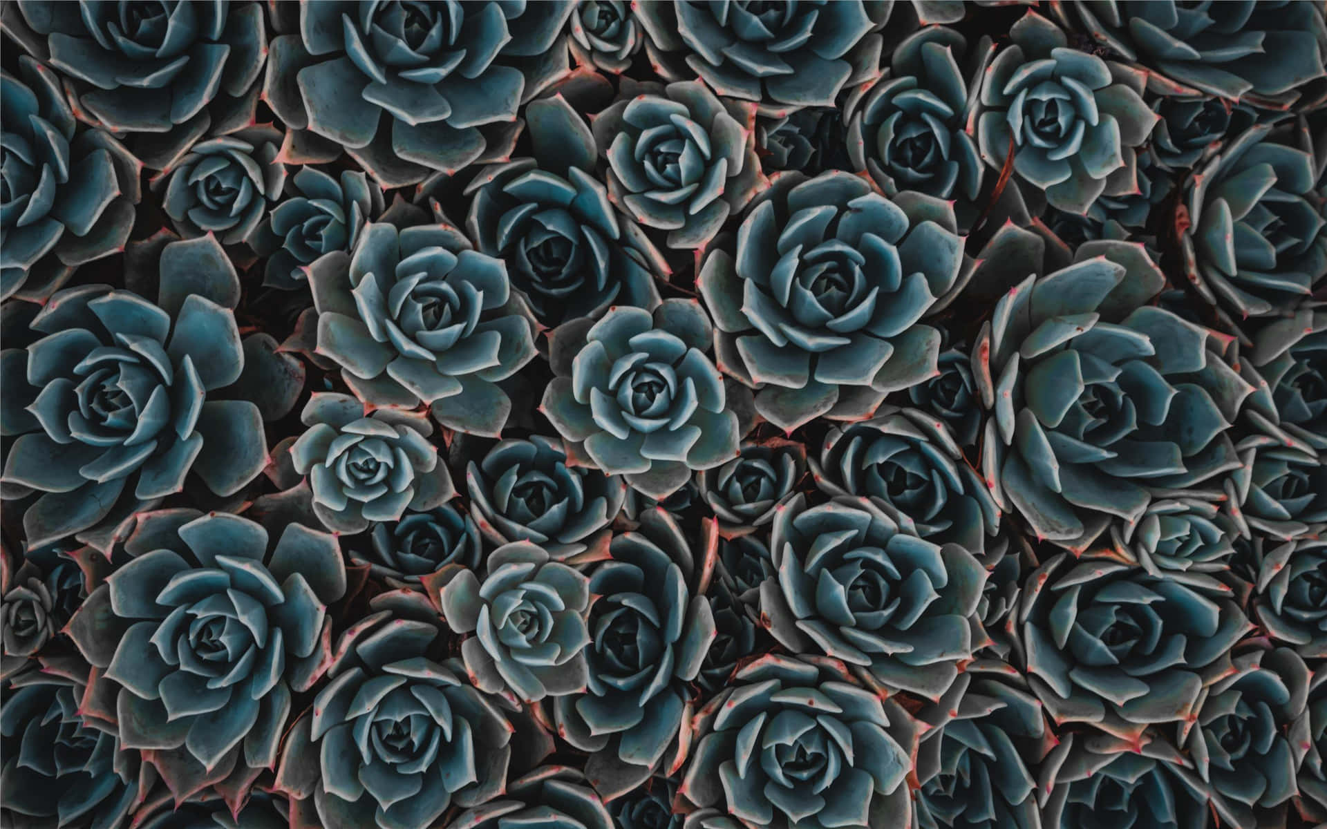 A Close Up Of Succulents In Blue And Black Wallpaper