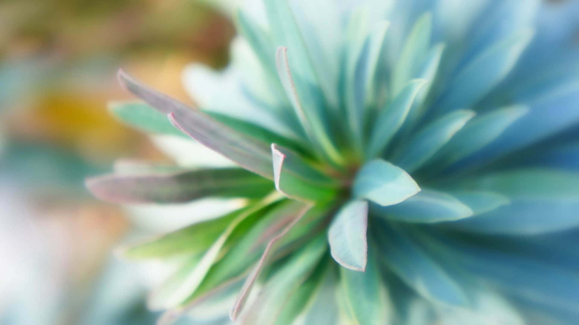 Floren Tono Verde Azulado Enfocada Fondo de pantalla