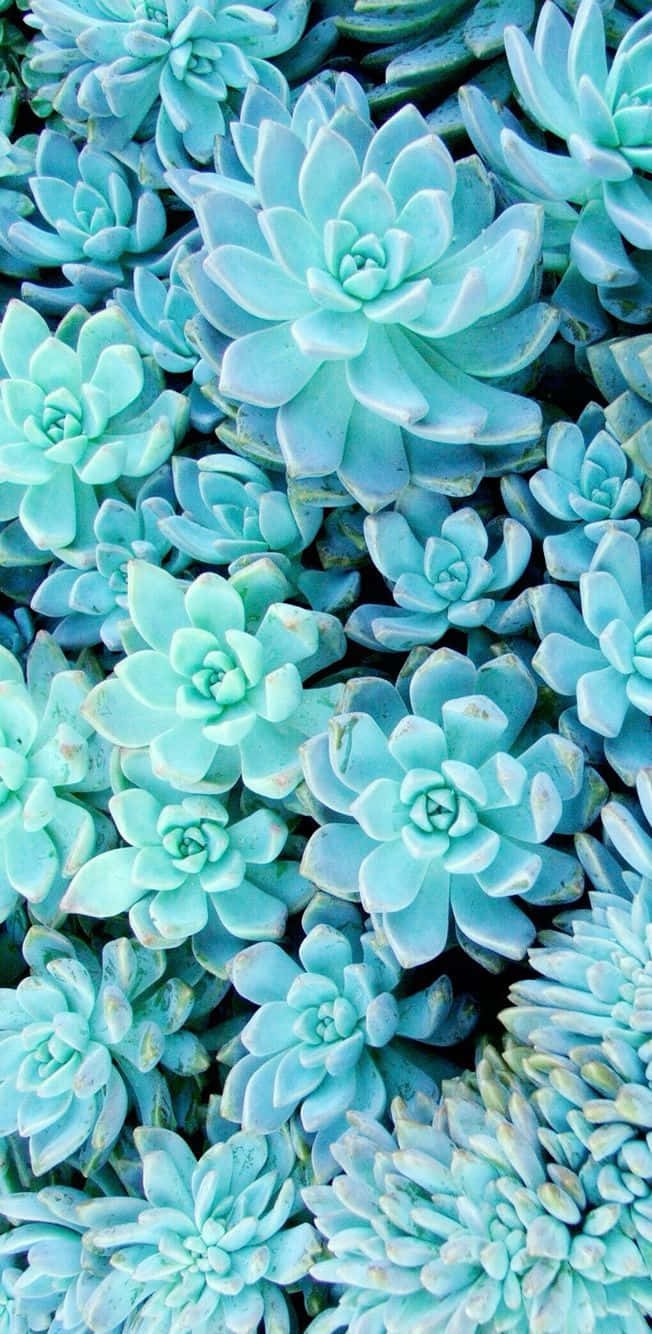 A Close Up Of A Bunch Of Blue Succulents Wallpaper