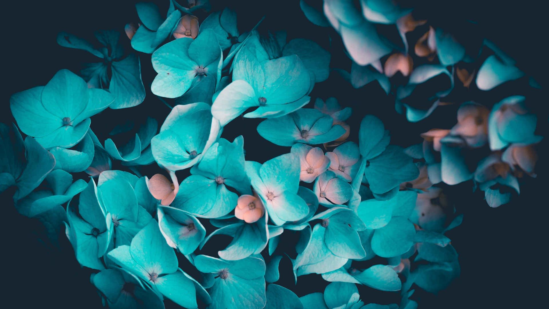 turquoise and black floral background