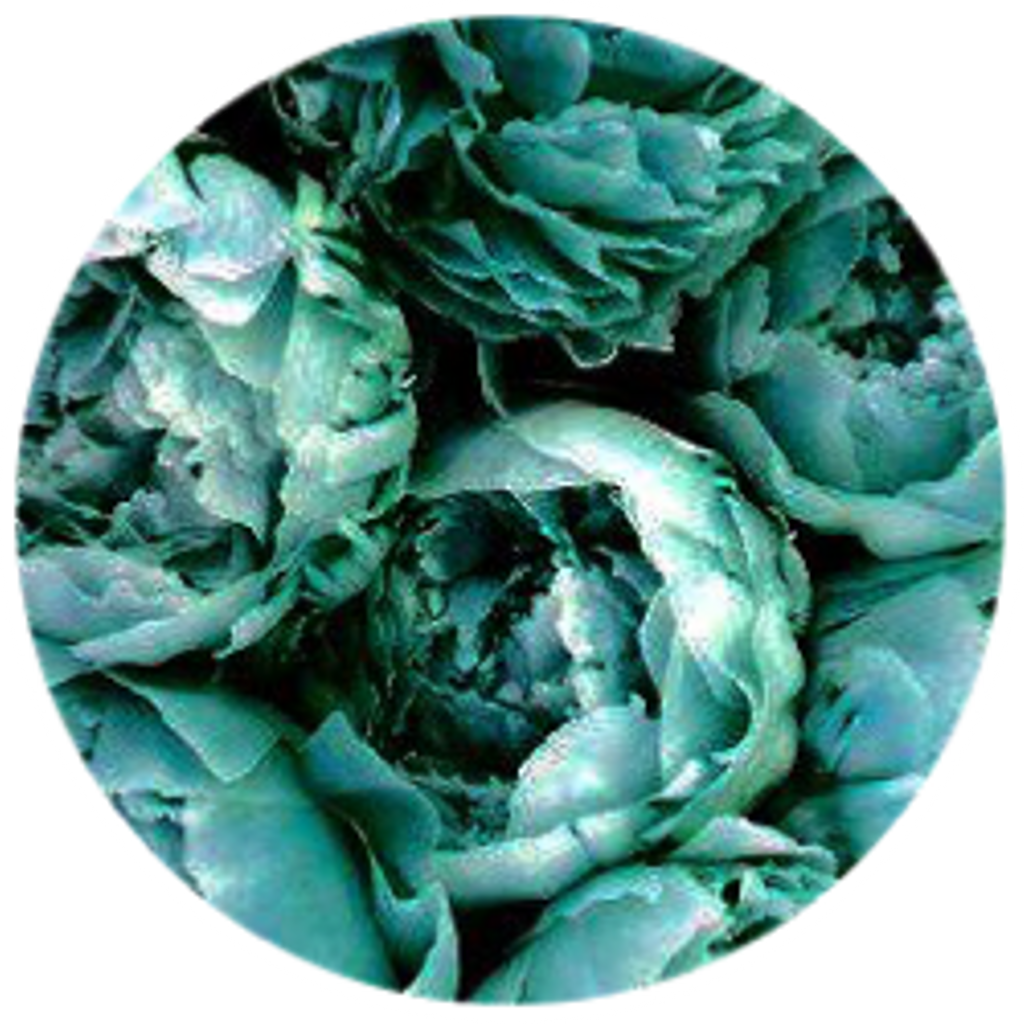 Teal Rose Circle Abstract PNG