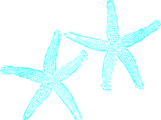 Teal Starfish Duo PNG