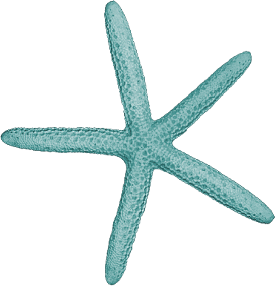 Teal_ Starfish_ Clipart PNG