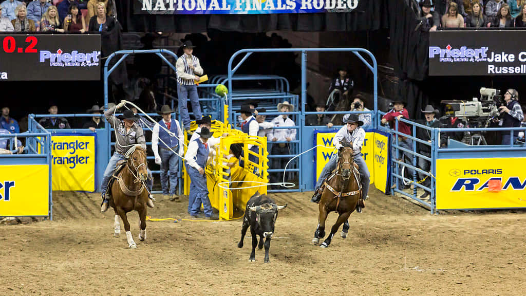 To cowboys færdigt rep en kalv I Texas team roping stil. Wallpaper
