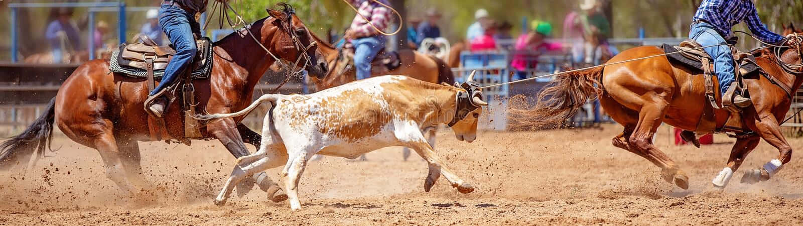 To cowboys er at rope en ko i en rodeo. Wallpaper