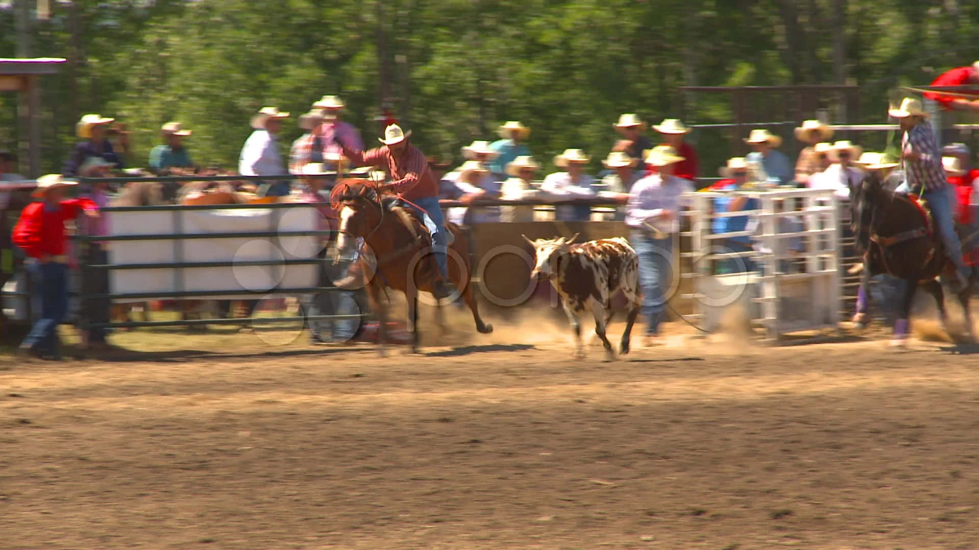 Two cowboys rope in a calf in a friendly team roping match. Wallpaper