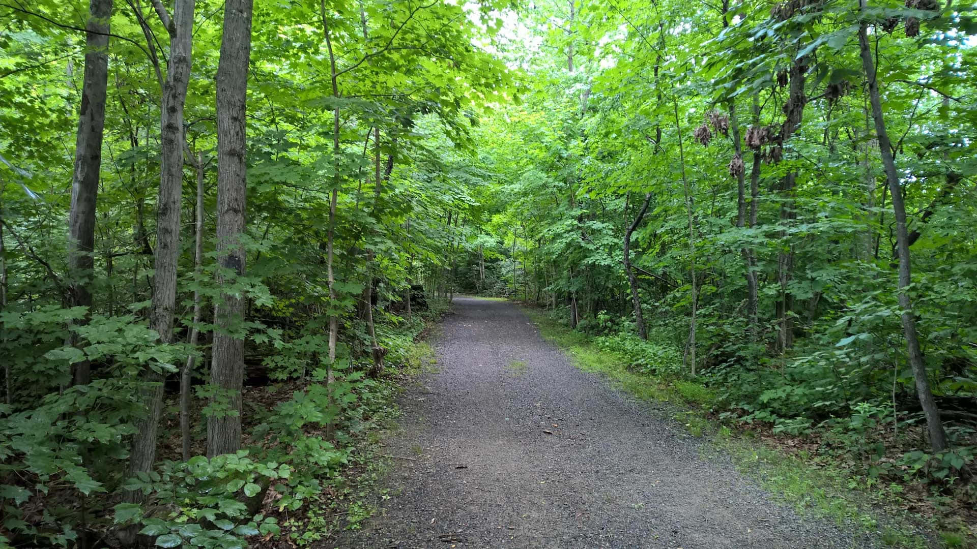 A Dirt Path Surrounded By Green Trees