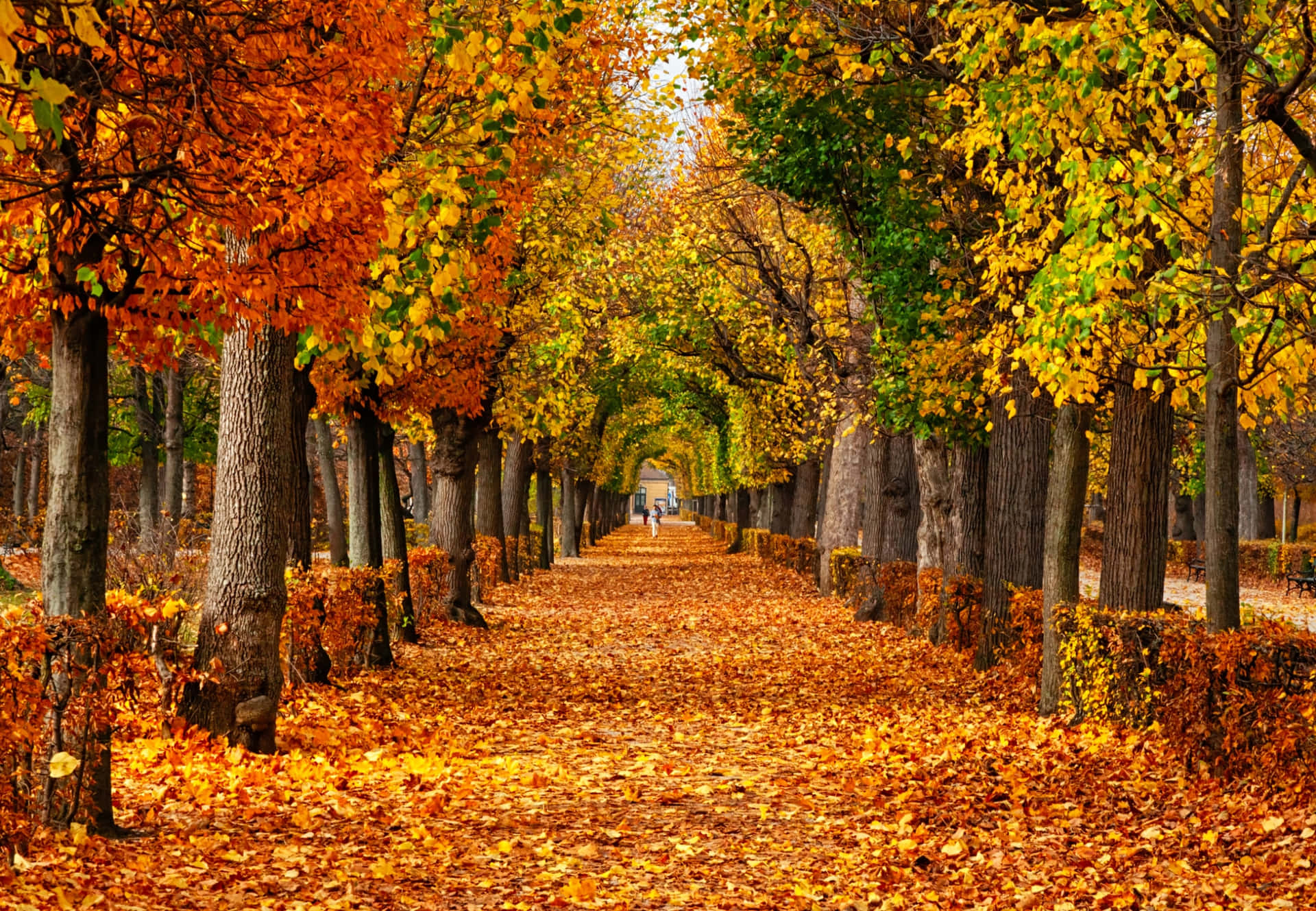 Autumn Leaves On A Pathway Lined With Trees