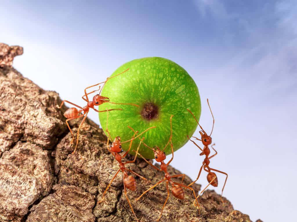 Teamwork Ants Carrying Green Apple Wallpaper