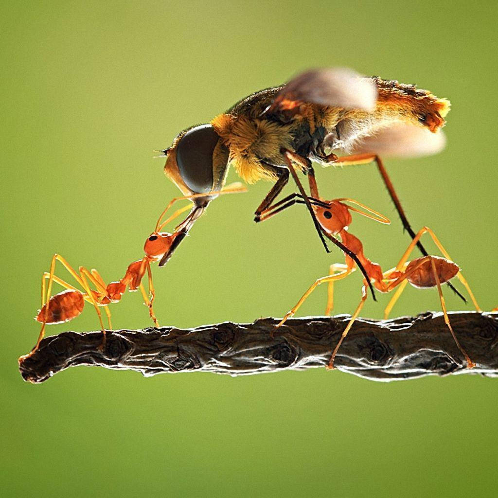 Equipode Hormigas Trabajando Juntas Luchando Contra Una Abeja. Fondo de pantalla