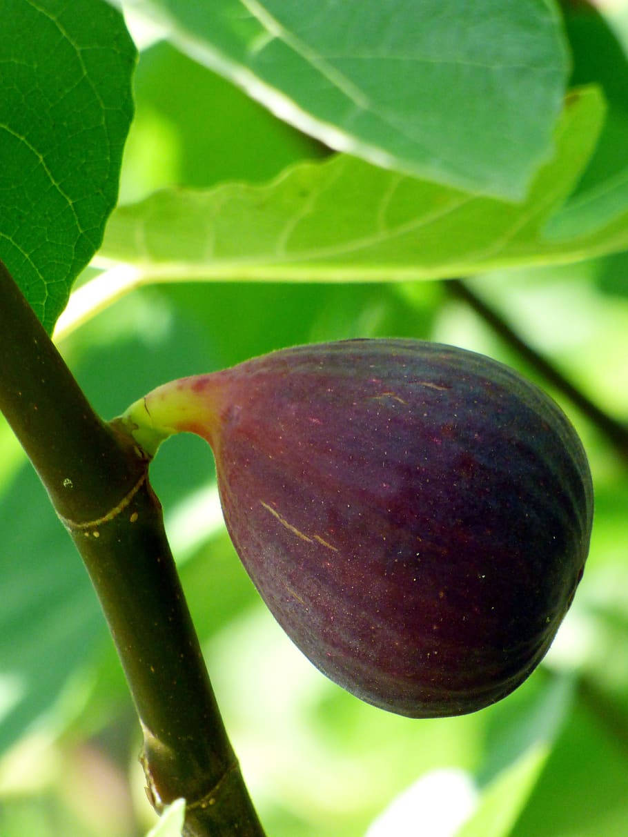 Caption: Close-up of a ripening fig fruit on a tree branch Wallpaper