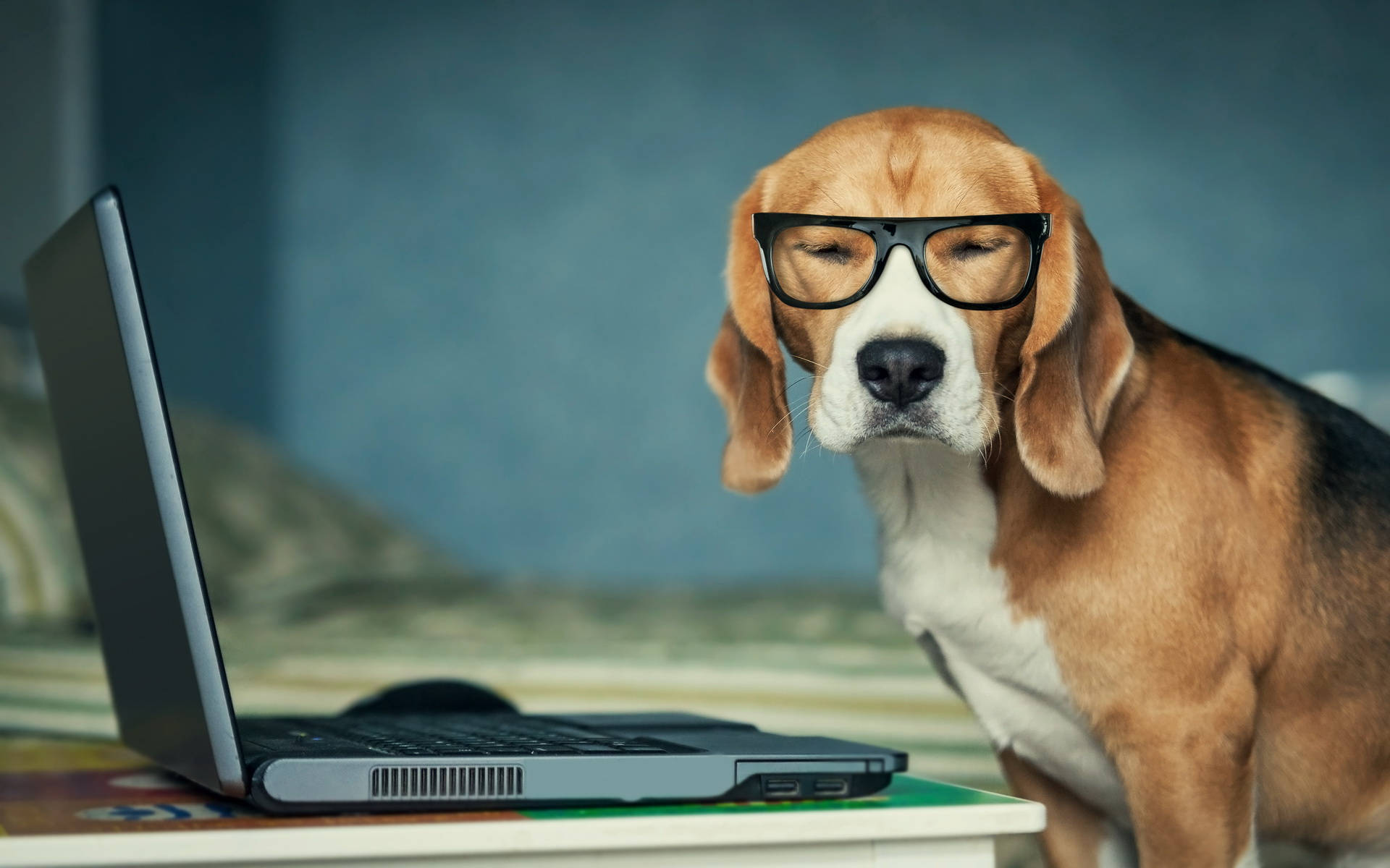 Techy Beagle Dog With Laptop Wallpaper