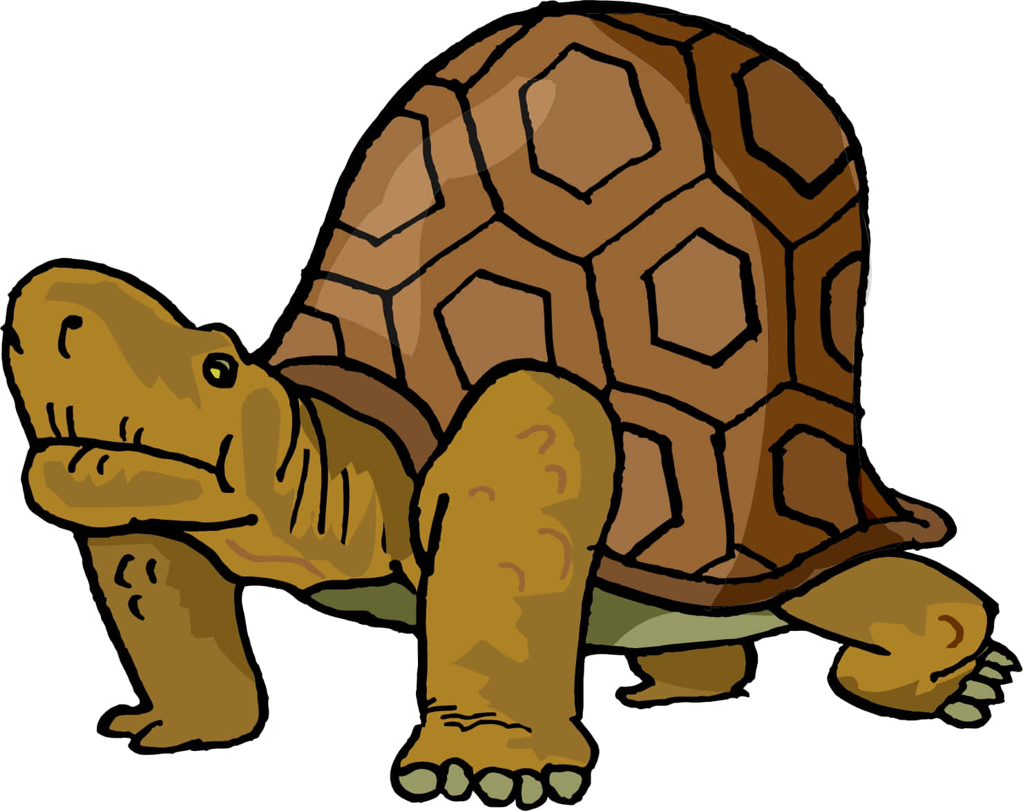 Tecknadesköldpaddsbilder