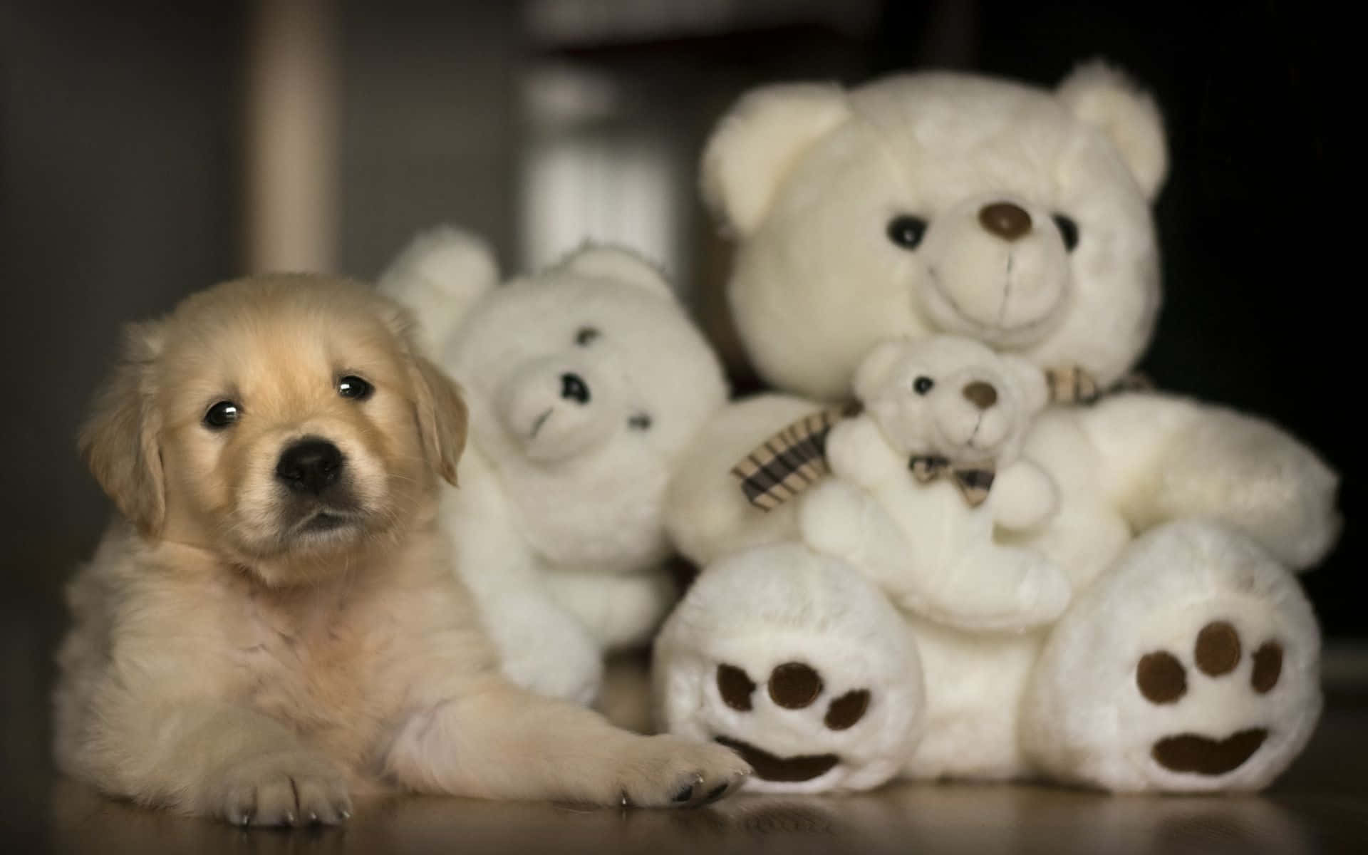 A Puppy Is Sitting Next To A Group Of Teddy Bears