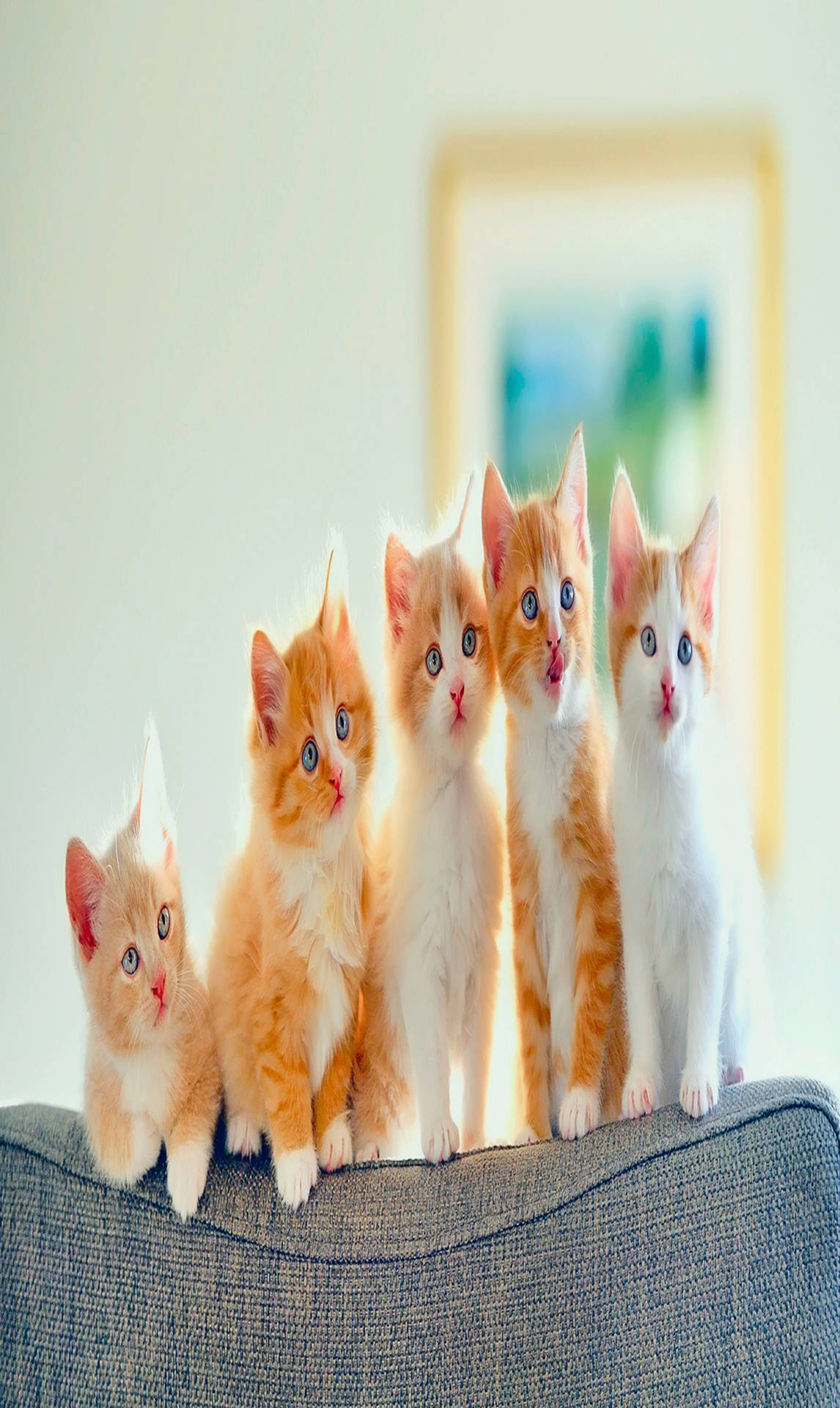 Telefone Ginger Cats Full Hd Papel de Parede