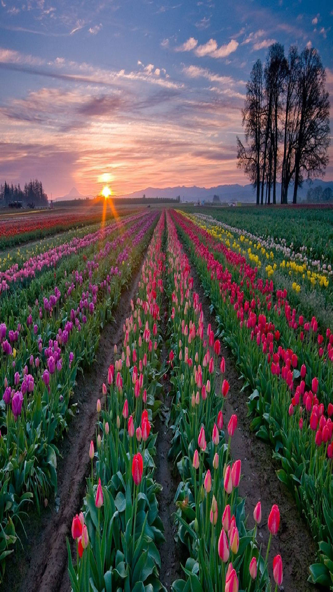 Telefone Srinagar Tulip Full Hd Papel de Parede