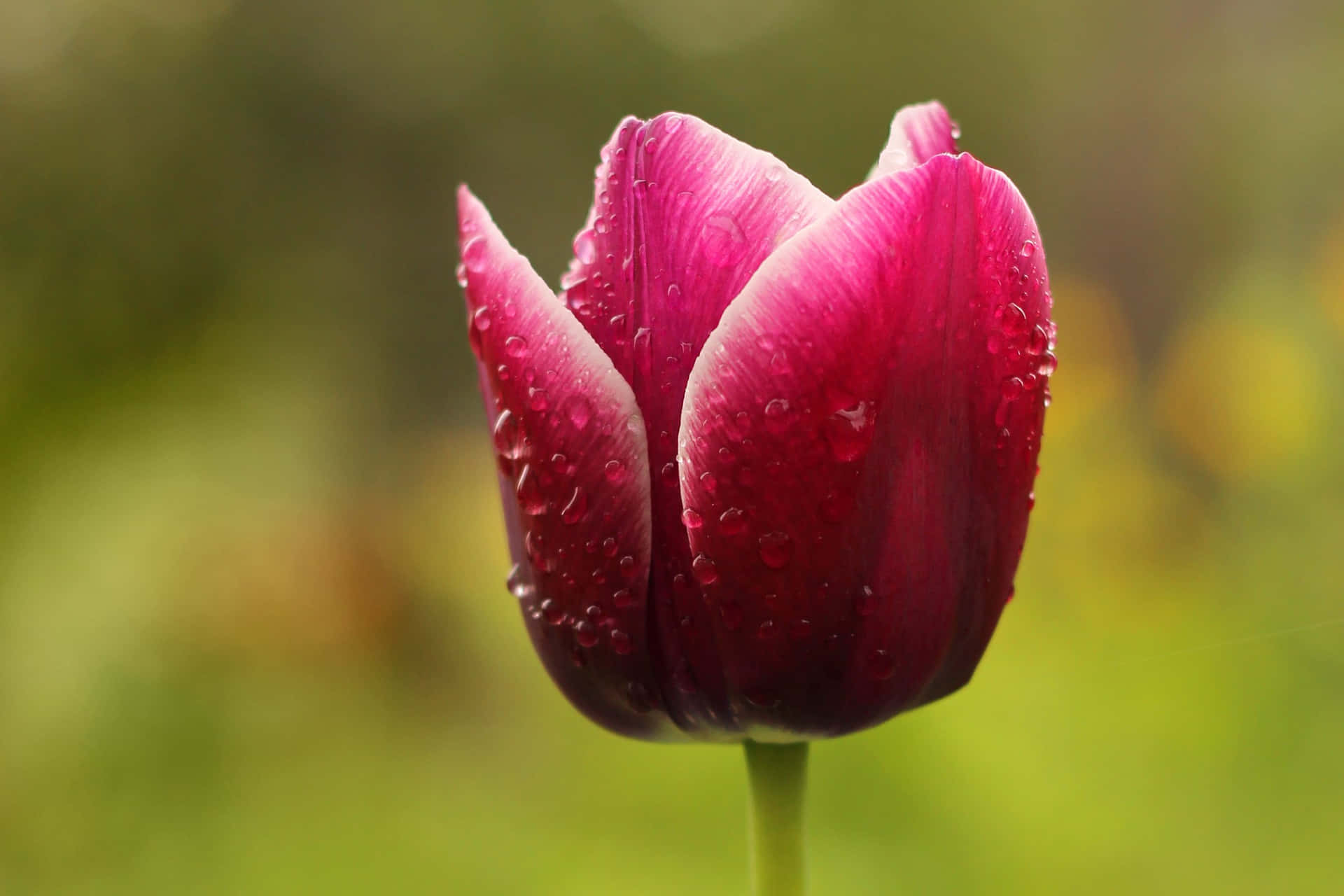 Tender Blooming Tulip Wallpaper