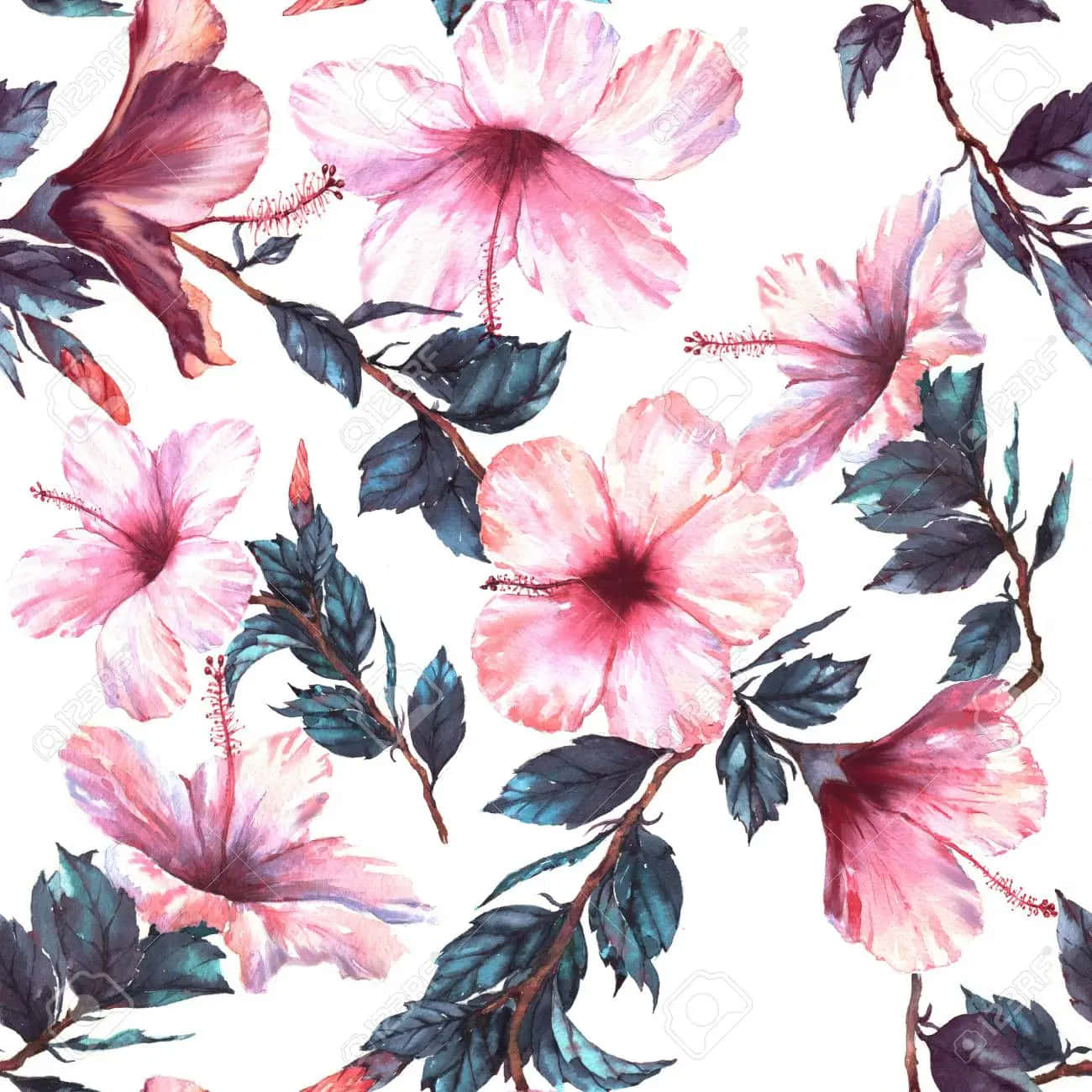 Tender Hibiscus Flower Wallpaper