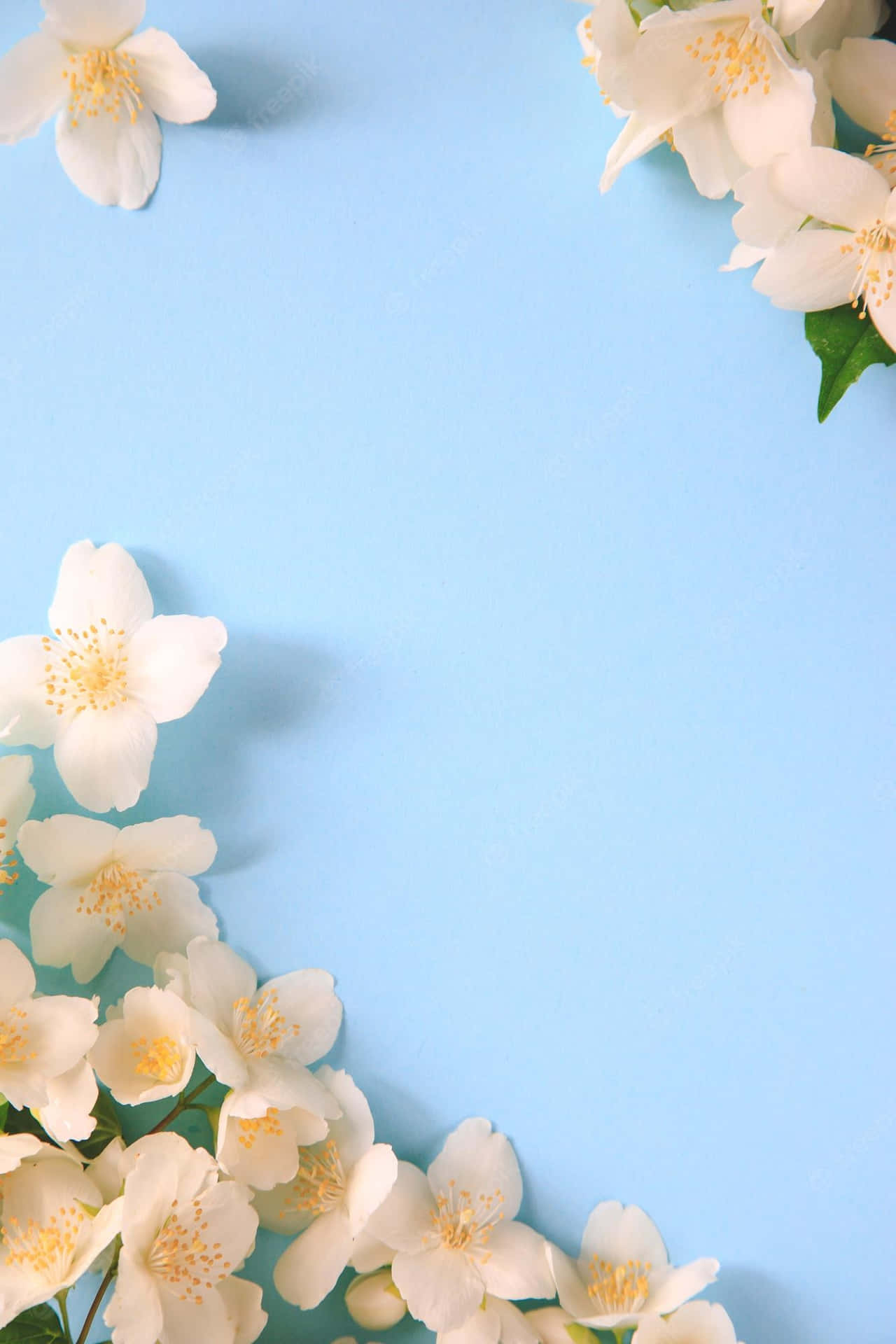 Tender Jasmine Flowers Wallpaper