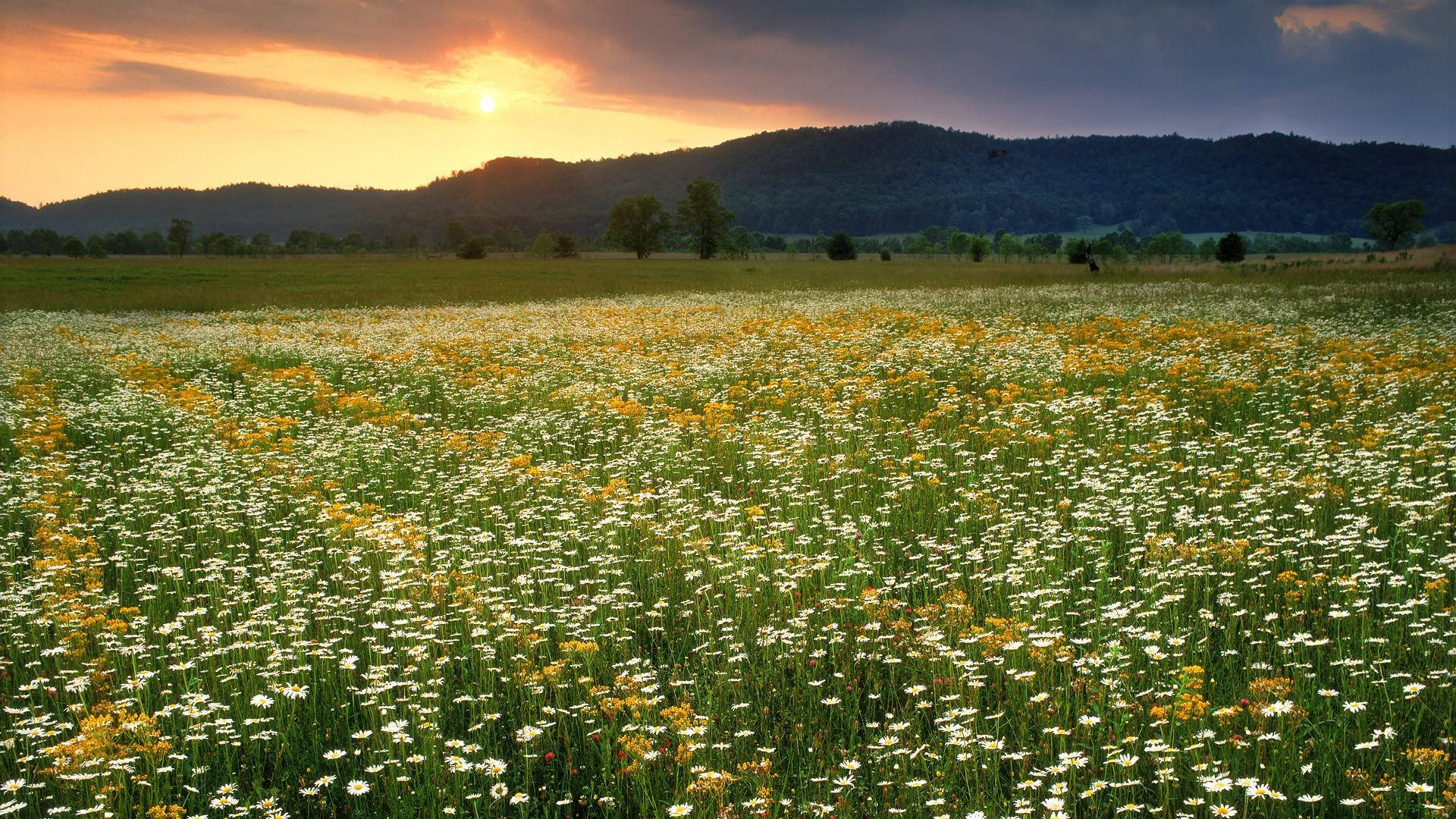 Tennessee Daisy Flower Field Wallpaper
