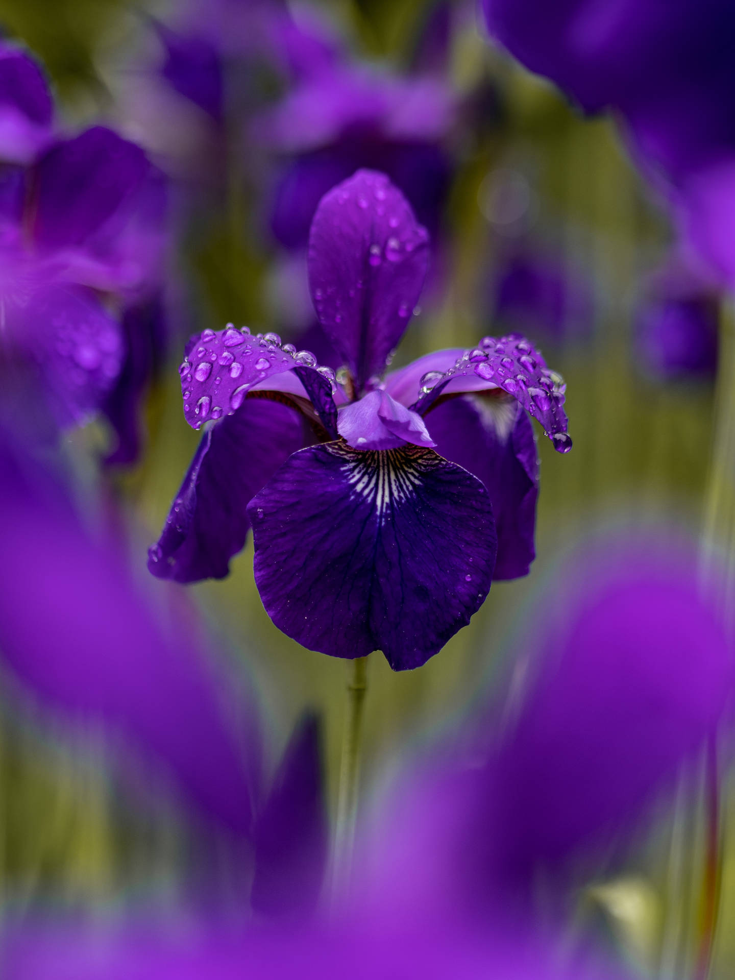 Fiore Di Iris Del Tennessee Androide Sfondo