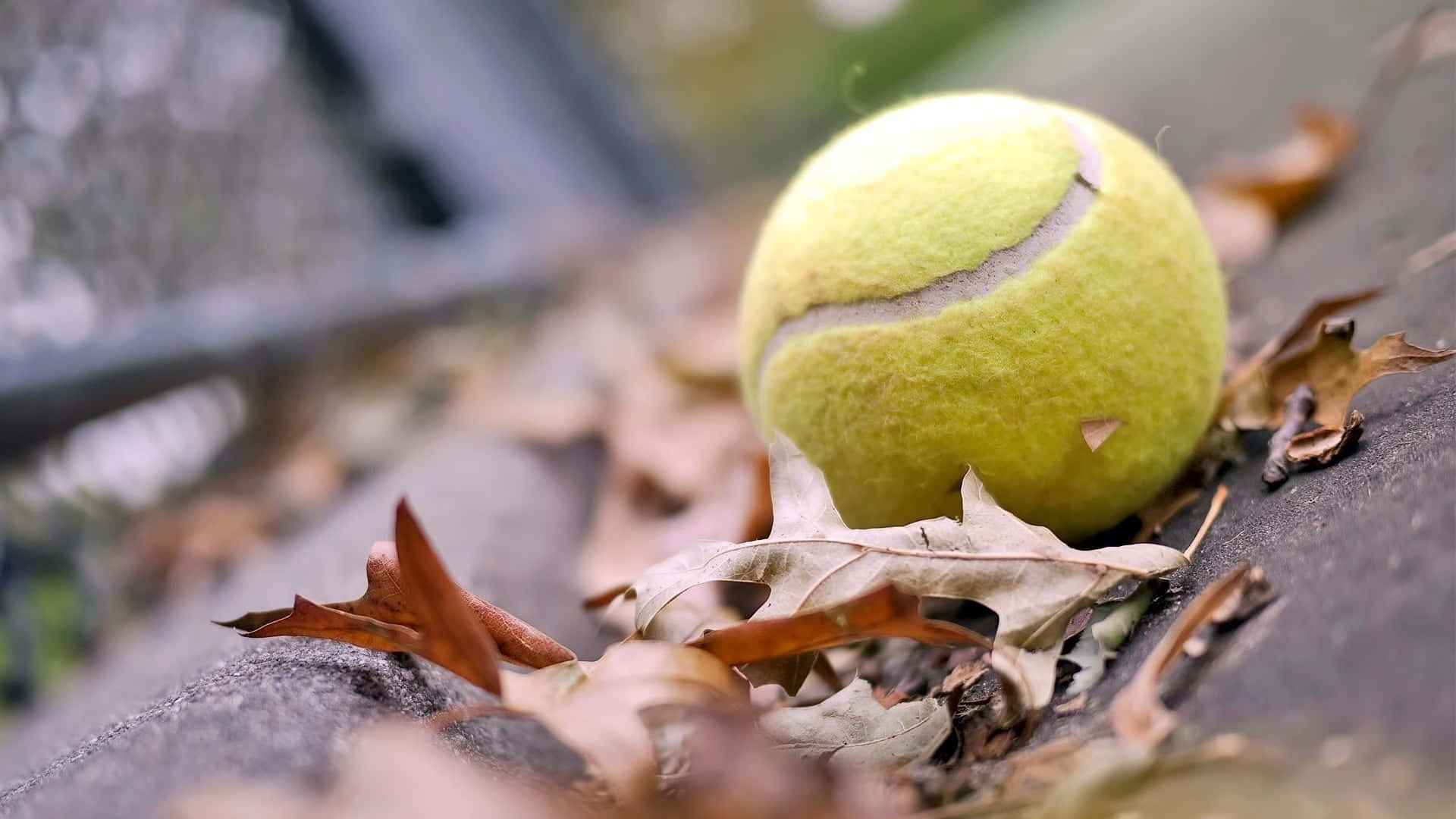 Tennis Ball Autumn Leaves Wallpaper