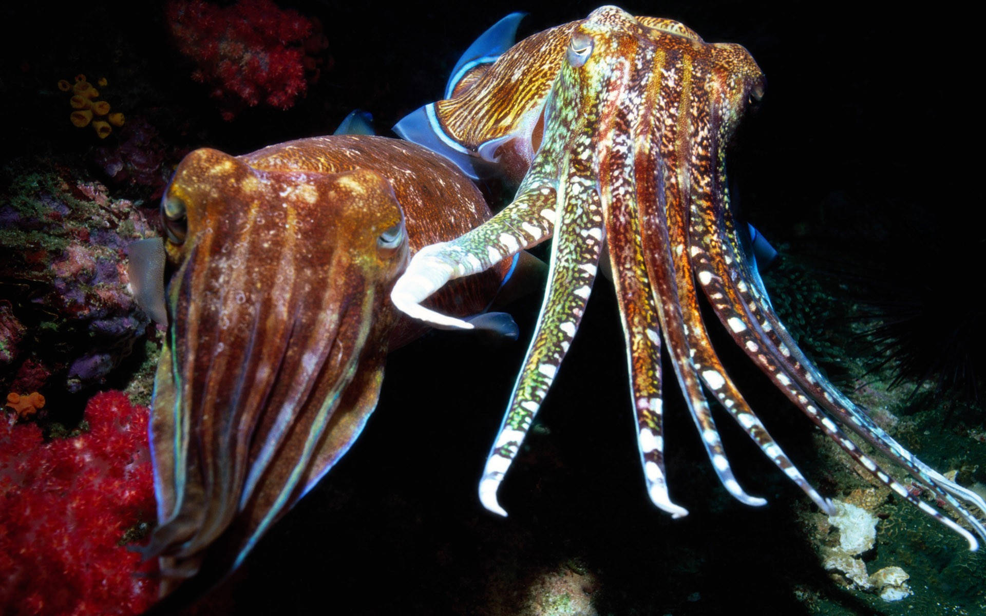 Tentacles Of A Cuttlefish Wallpaper