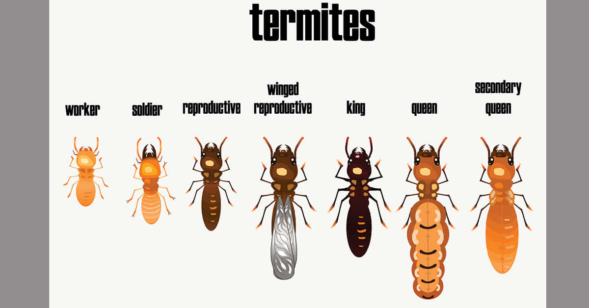 Download Termite_ Caste_ System_ Illustration Wallpaper | Wallpapers.com