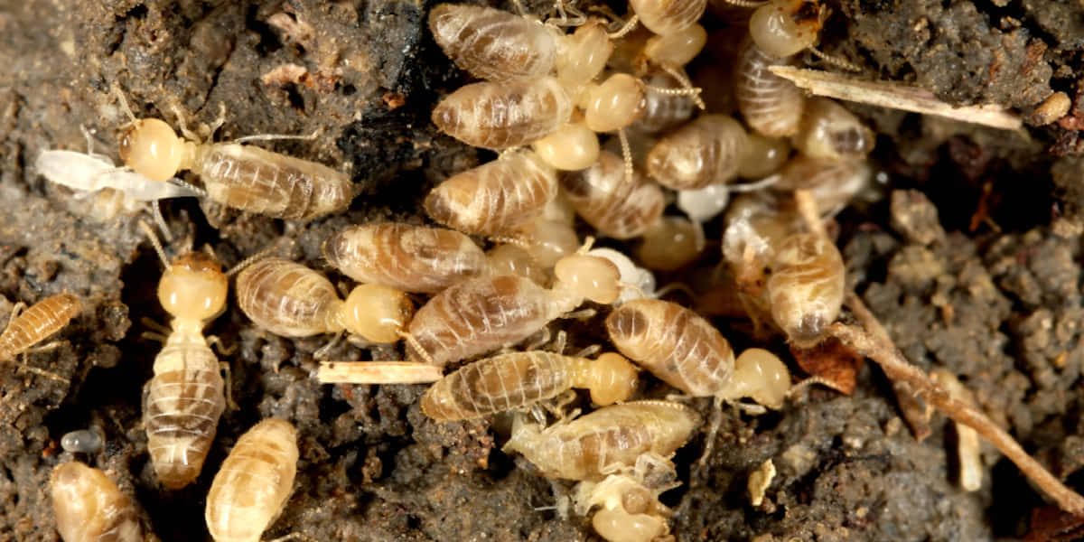 Termite Colony Closeup Wallpaper