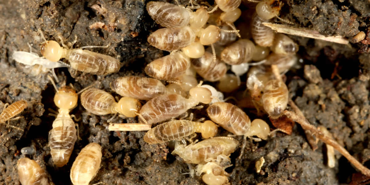 Gros Plan De Colonie De Termites Fond d'écran