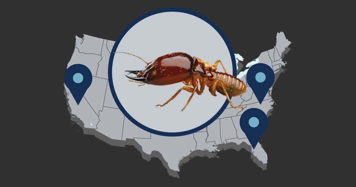 Termite Infestation U S A Map Wallpaper