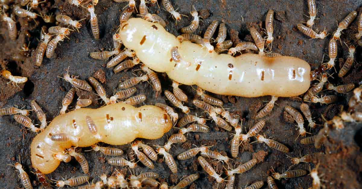 Termite Queenand Workers.jpg Wallpaper