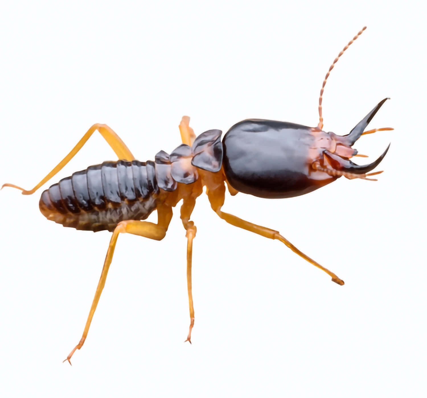 Termite Soldier Isolatedon White Wallpaper