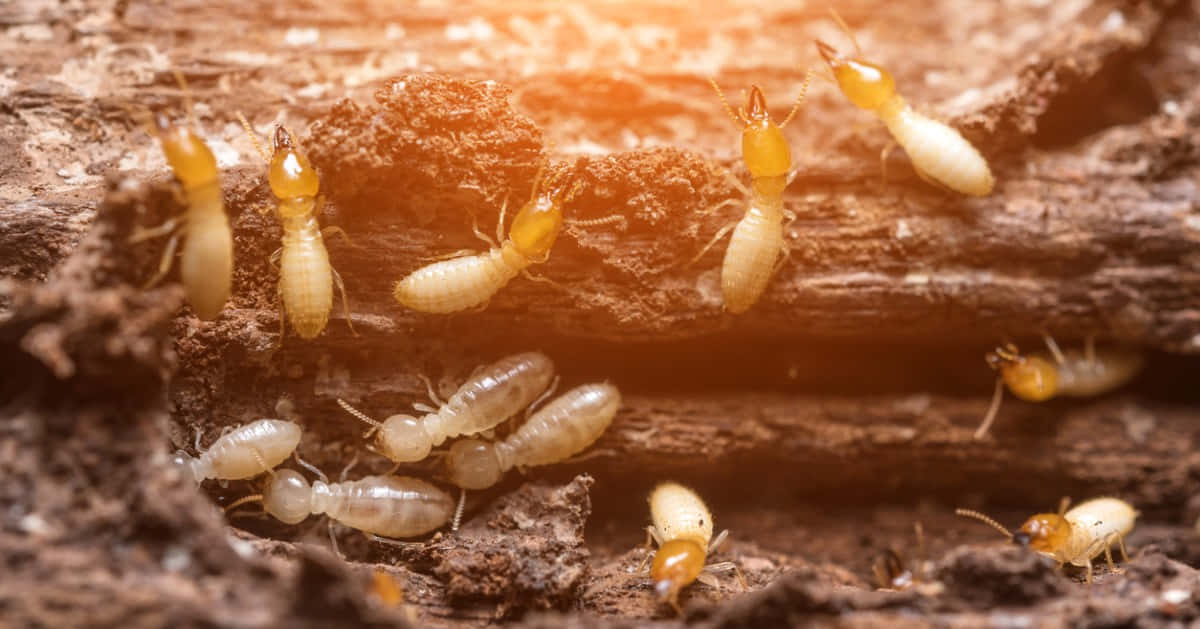 Termites In Wooden Habitat.jpg Wallpaper