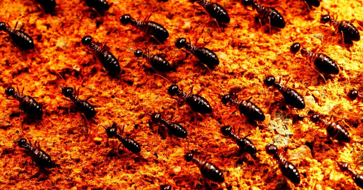 Termiteson Orange Soil Wallpaper