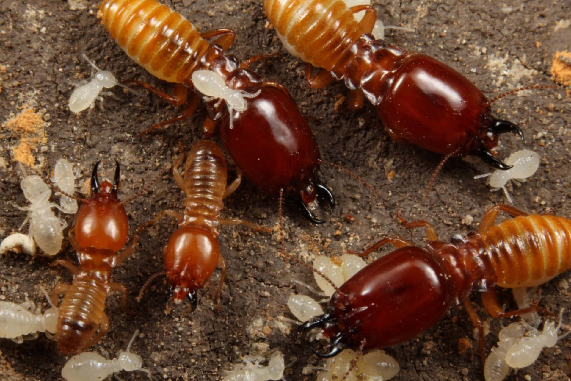 Termites Sur Bois Fond d'écran