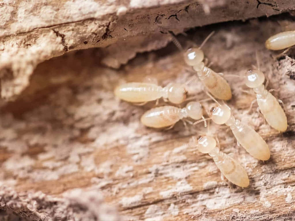 Termiteson Wooden Surface.jpg Wallpaper