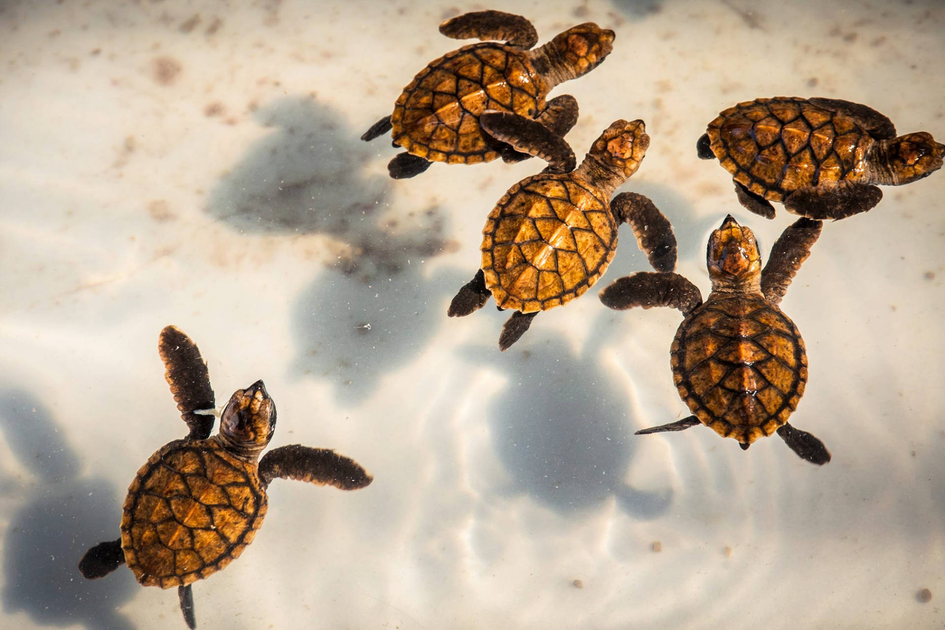 Terrapinwasserschildkröten Babys Schwimmen Fotografie Wallpaper