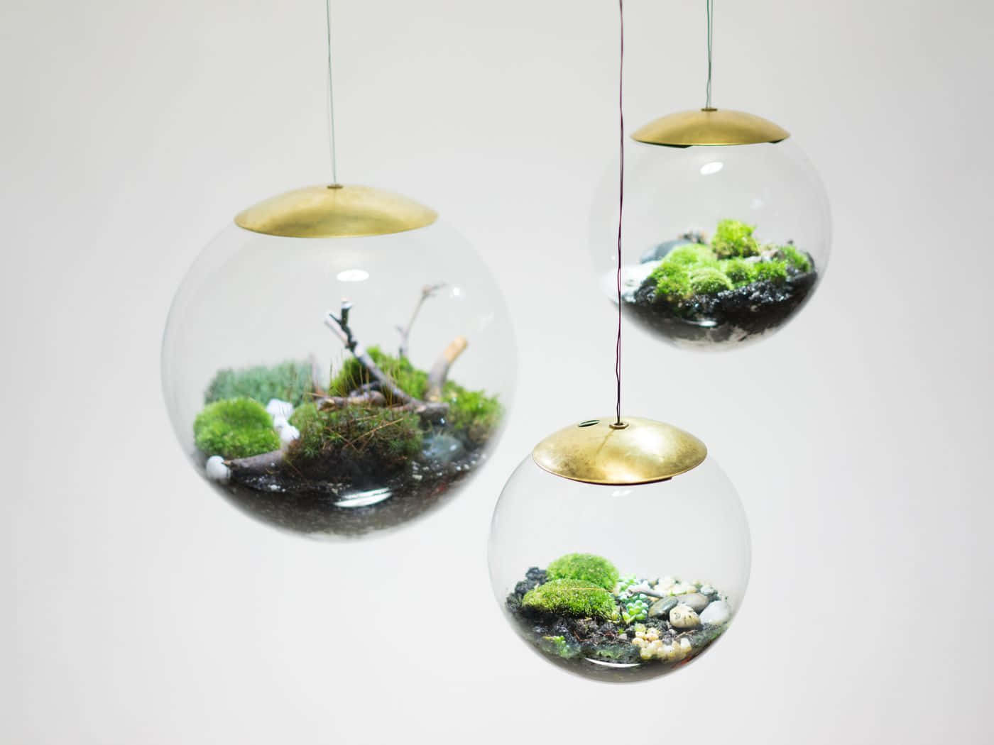 Three Glass Terrariums Hanging From A Wall