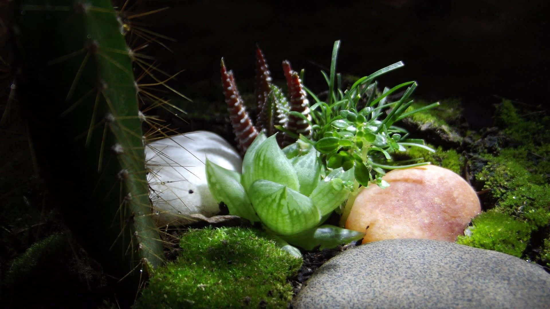 A Cactus And Rocks In A Mossy Area