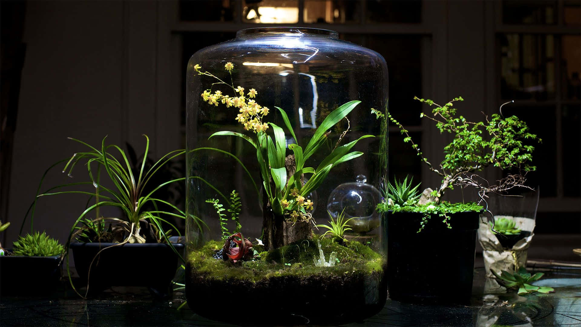 Image  A Crystal Terrarium, Full of Plants and Unique Stones