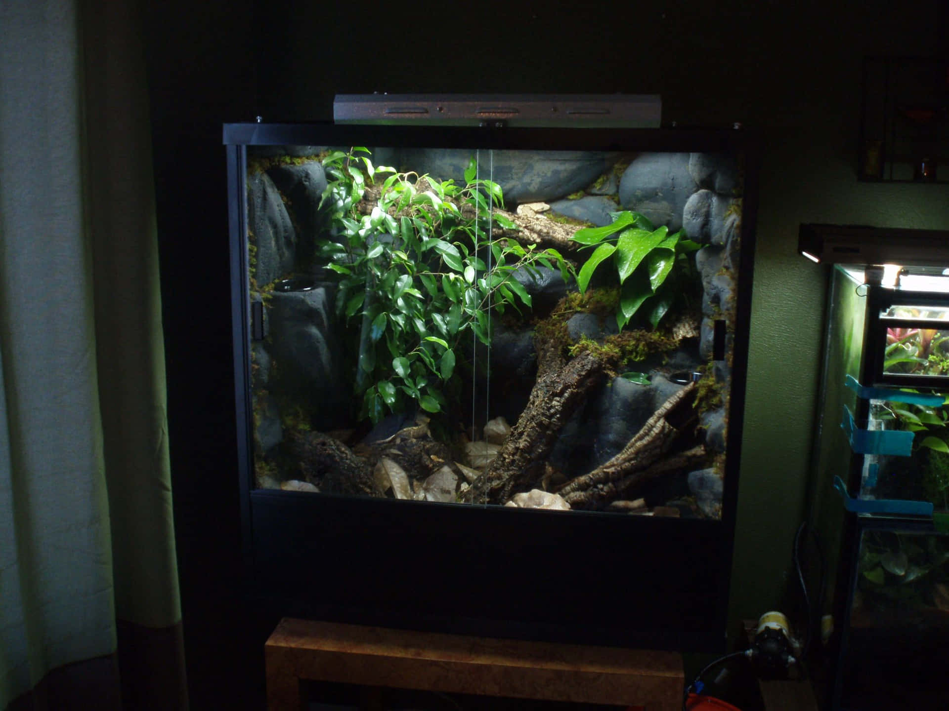 A Small Terrarium With Plants And A Lizard