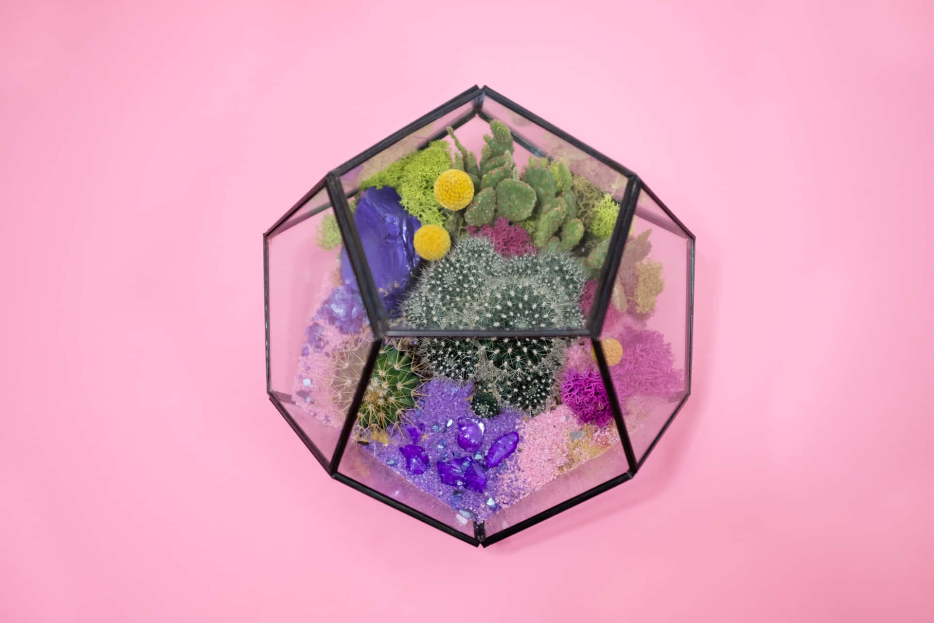 Create your own green world with a beautiful terrarium