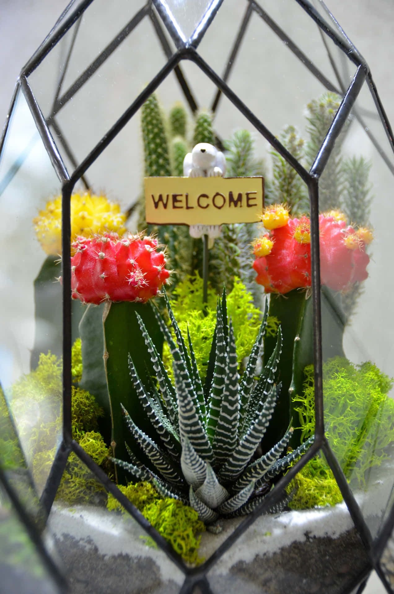 Uncover nature's beauty with a homemade Terrarium.