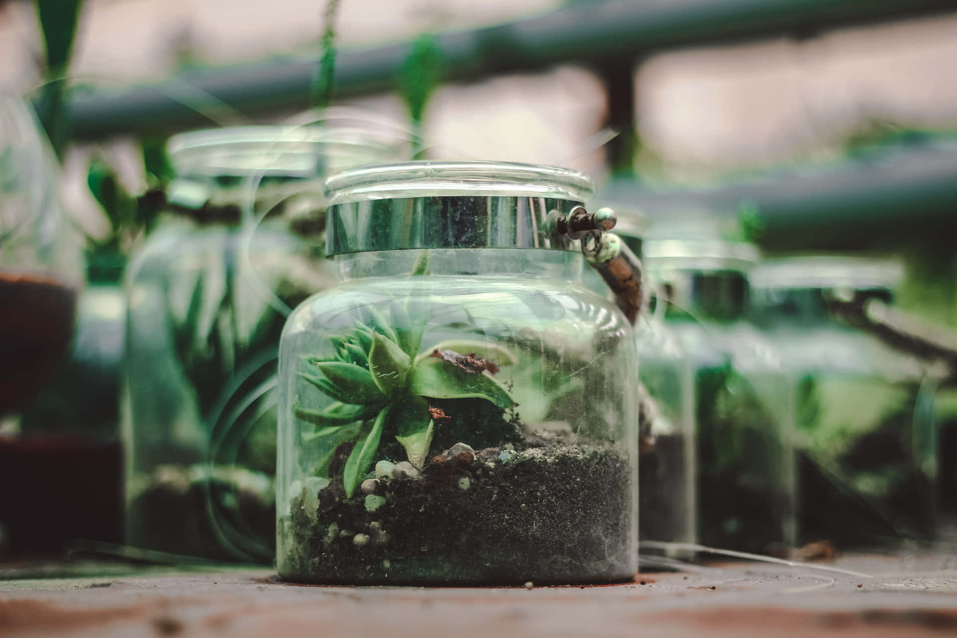 Step into an enchanted world with this beautiful terrarium.