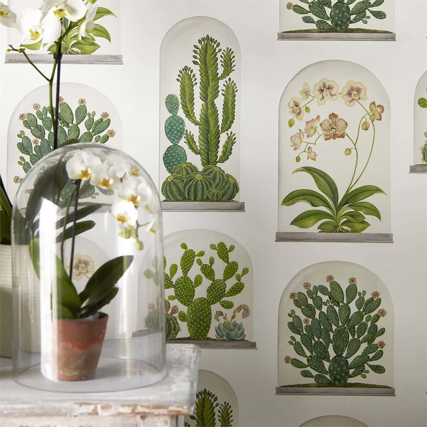 Bilderstellen Sie Ein Lebendiges Tropisches Terrarium In Ihrem Zuhause